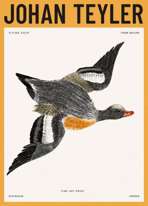 Johan Teyler Flying Duck No3 - Póster