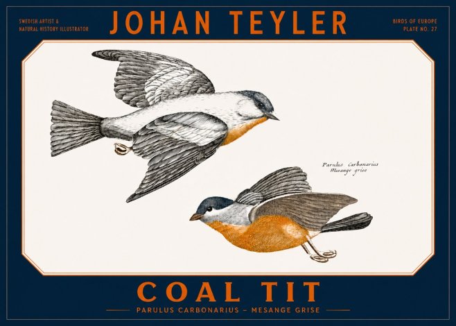 Johan Teyler Coal Tit No2 - Póster