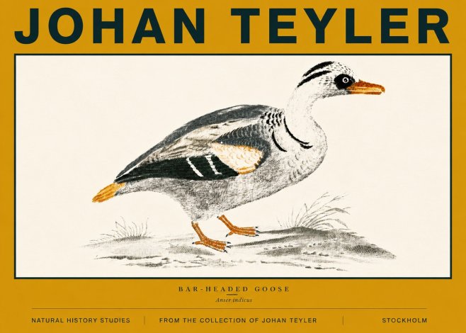 Johan Teyler Bar-headed Goose No6 - Póster