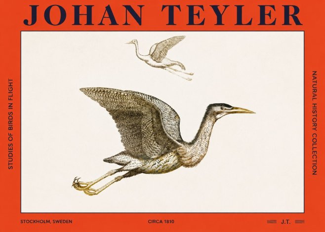 Johan Teyler Studies of Birds in Flight No2 - Póster