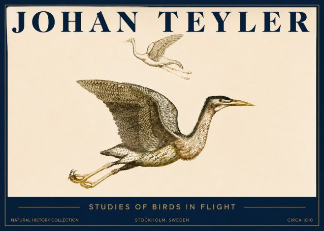 Johan Teyler Studies of Birds in Flight No3 - Póster