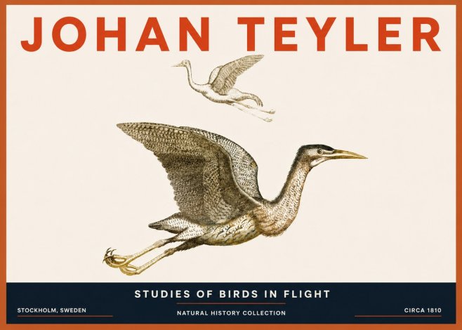 Johan Teyler Studies of Birds in Flight No5 - Póster