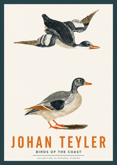 Johan Teyler Birds of the Coast No2 - Póster