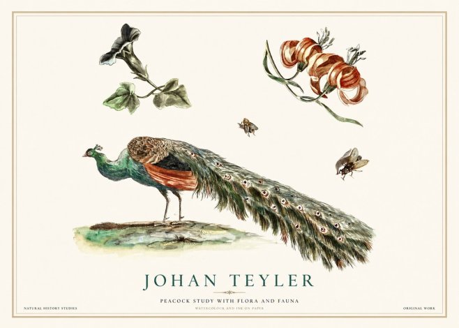 Johan Teyler Peacock Study with Flora and Fauna No1 - Póster