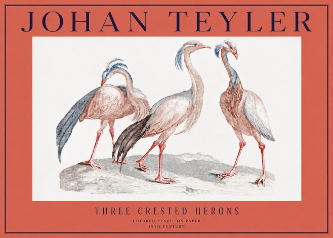 Johan Teyler Three Crested Herons No2 - Póster