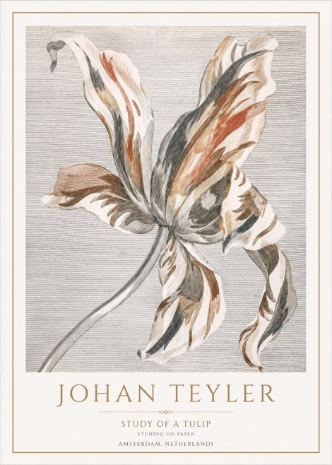 Johan Teyler Study of a Tulip No1 - Póster