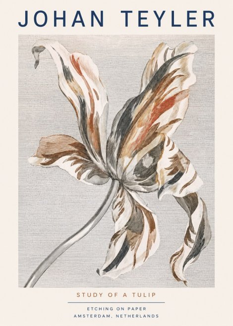 Johan Teyler Study of a Tulip No3 - Póster