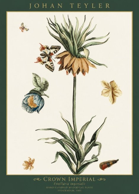Johan Teyler Crown Imperial No1 - Póster