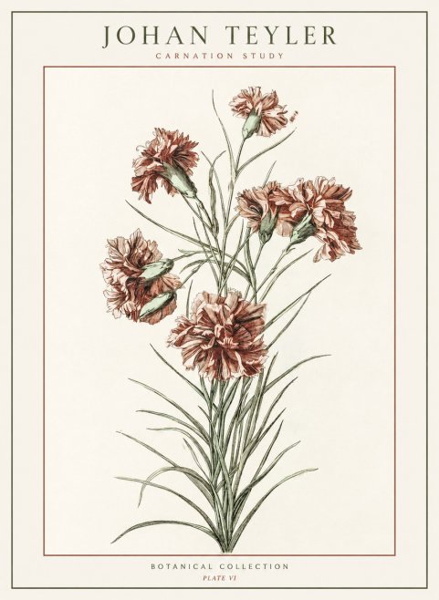 Johan Teyler Carnation Study No1 - Póster