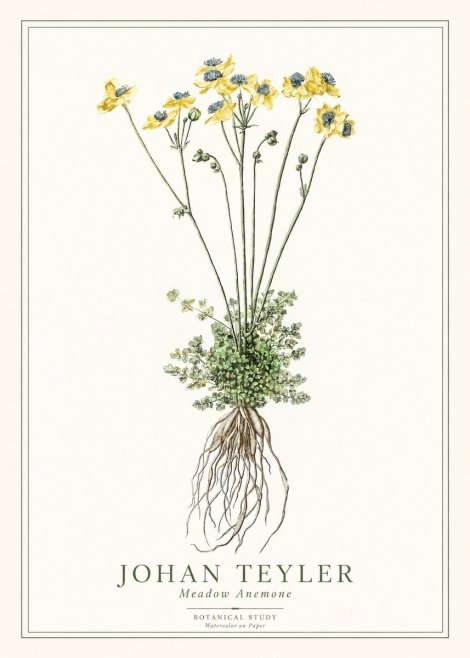 Johan Teyler Meadow Anemone No1 - Póster