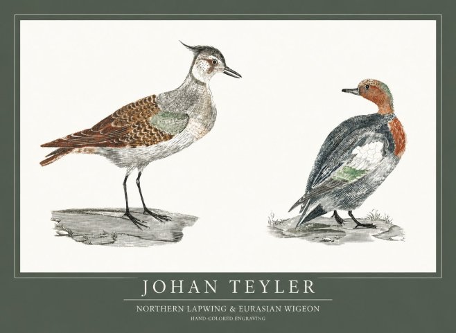 Johan Teyler Northern Lapwing & Eurasian Wigeon No1 - Póster