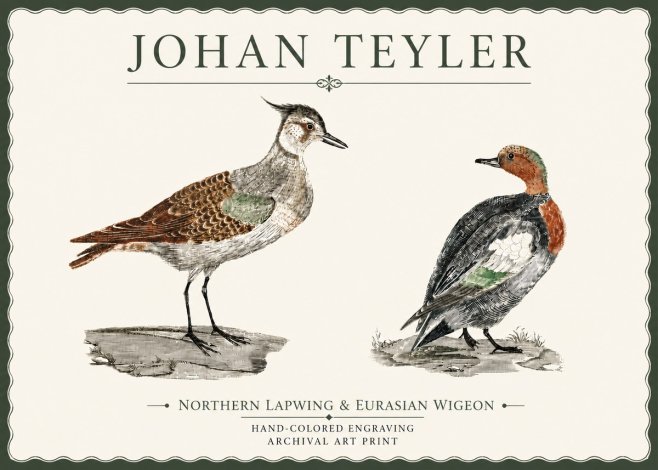 Johan Teyler Northern Lapwing & Eurasian Wigeon No4 - Póster