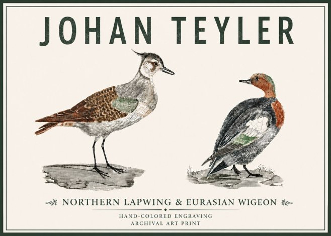 Johan Teyler Northern Lapwing & Eurasian Wigeon No5 - Póster