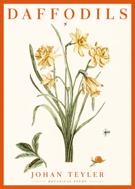 Johan Teyler Daffodils No2 - Póster