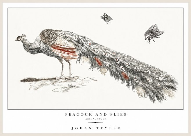 Johan Teyler Peacock and Flies - Animal Study No1 - Póster