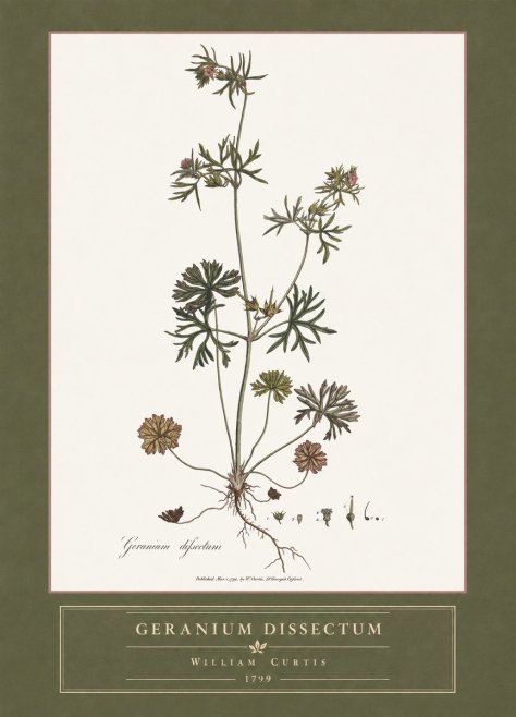 William Curtis Geranium Dissectum I No4 - Póster