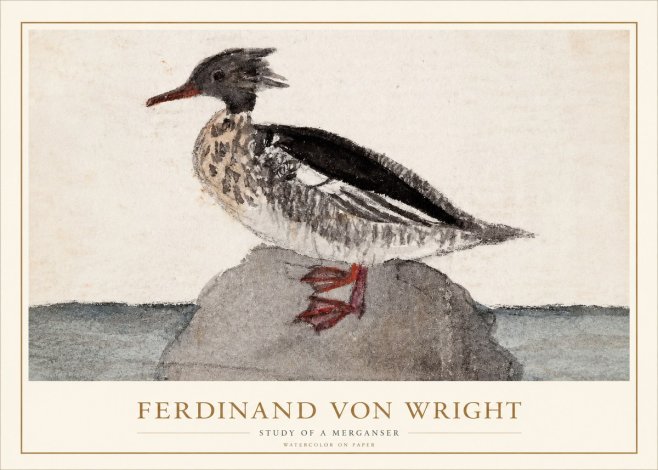 Ferdinand von Wright Study of a Merganser No1 - Póster
