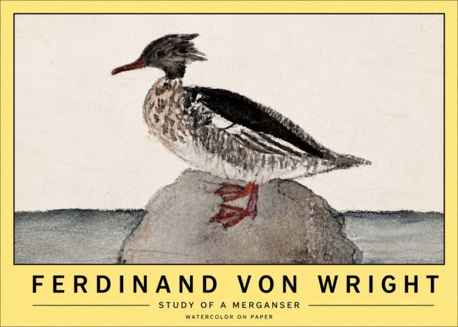 Ferdinand von Wright Study of a Merganser No5 - Póster
