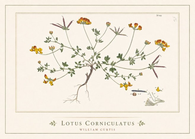 William Curtis Lotus Corniculatus I No5 - Póster