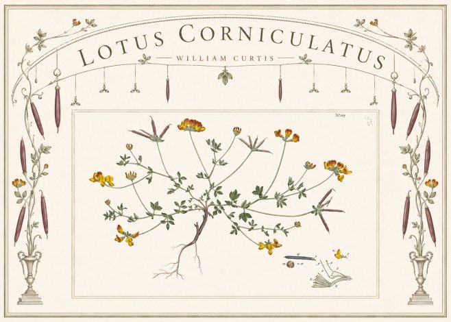 William Curtis Lotus Corniculatus I No6 - Póster