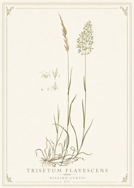 William Curtis Trisetum Flavescens II No1 - Póster