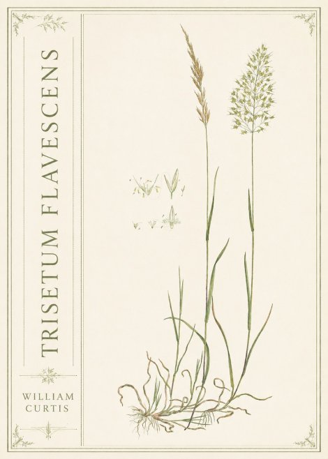 William Curtis Trisetum Flavescens II No2 - Póster