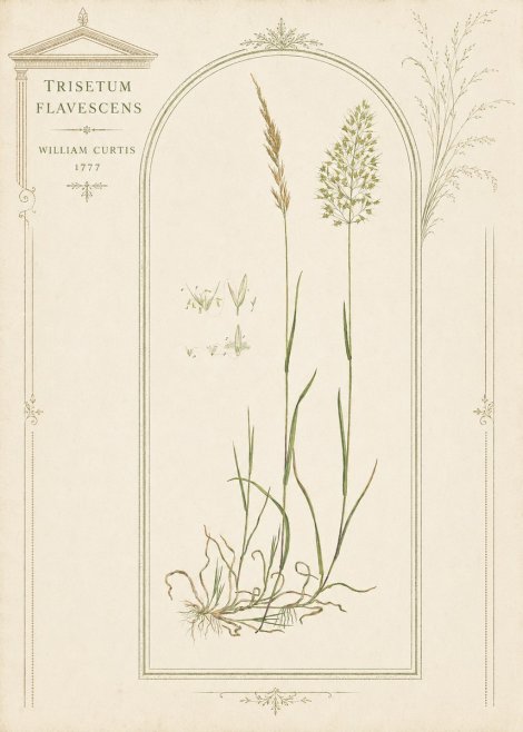 William Curtis Trisetum Flavescens II No3 - Póster