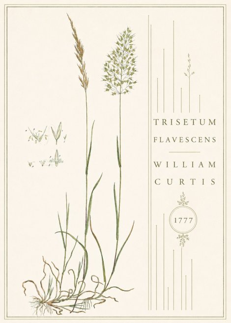 William Curtis Trisetum Flavescens II No4 - Póster