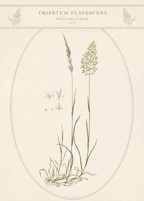 William Curtis Trisetum Flavescens II No5 - Póster