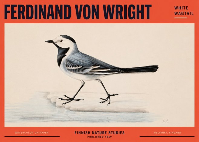 Ferdinand von Wright White Wagtail No2 - Póster