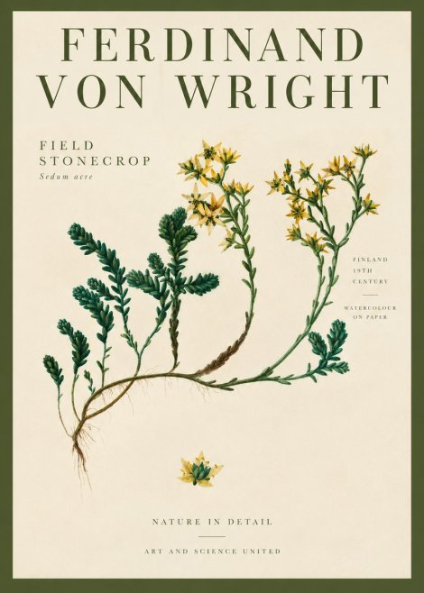 Ferdinand von Wright Botanical Study No4 - Póster