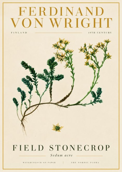 Ferdinand von Wright Botanical Study No6 - Póster