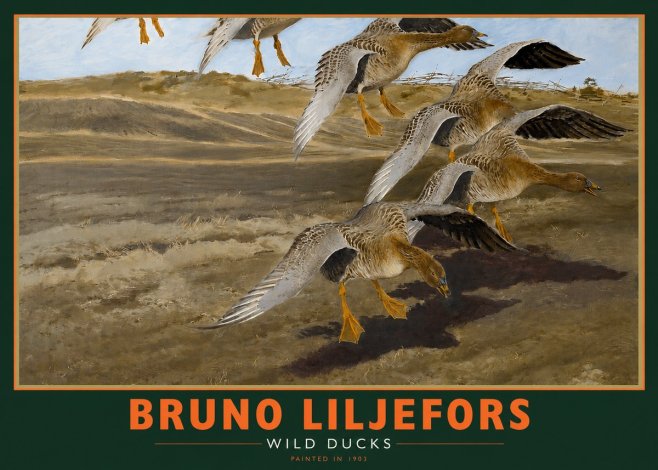 Bruno Liljefors Wild Ducks I No2 - Póster