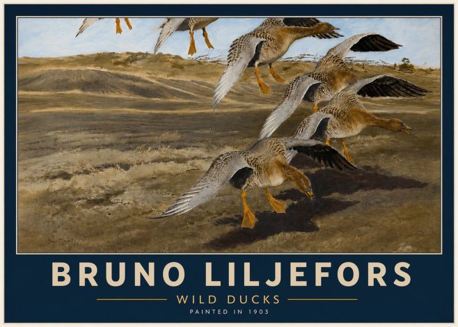 Bruno Liljefors Wild Ducks I No4 - Póster