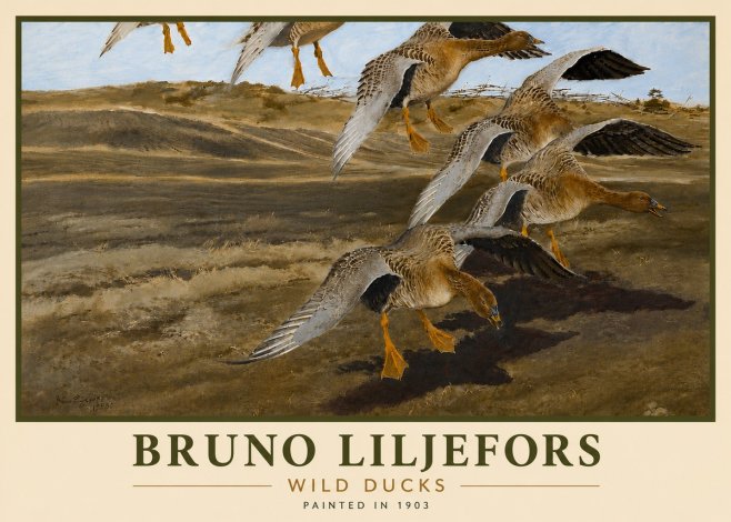 Bruno Liljefors Wild Ducks I No6 - Póster