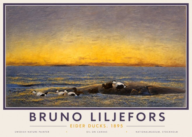 Bruno Liljefors Eider Ducks. 1895 No4 - Póster