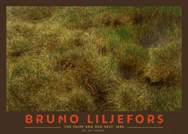 Bruno Liljefors The Snipe and Her Nest No2 - Póster