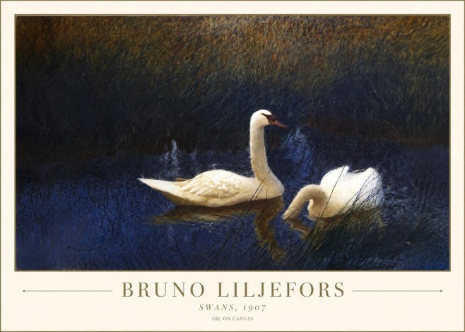 Bruno Liljefors Swans, 1907 No1 - Póster