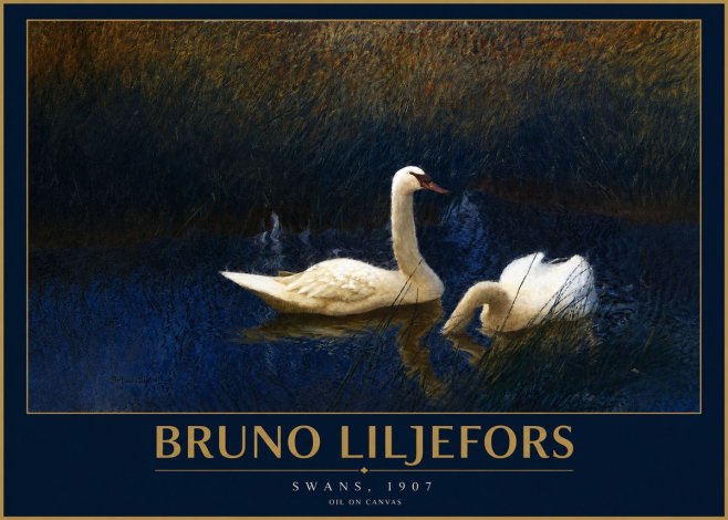 Bruno Liljefors Swans, 1907 No2 - Póster
