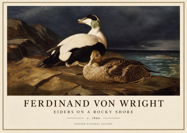 Ferdinand von Wright Eiders on a Rocky Shore No1 - Póster