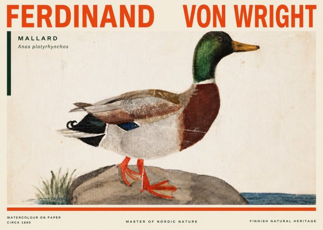 Ferdinand von Wright Mallard (Anas Platyrhynchos) No3 - Póster