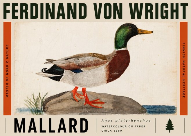 Ferdinand von Wright Mallard (Anas Platyrhynchos) No5 - Póster