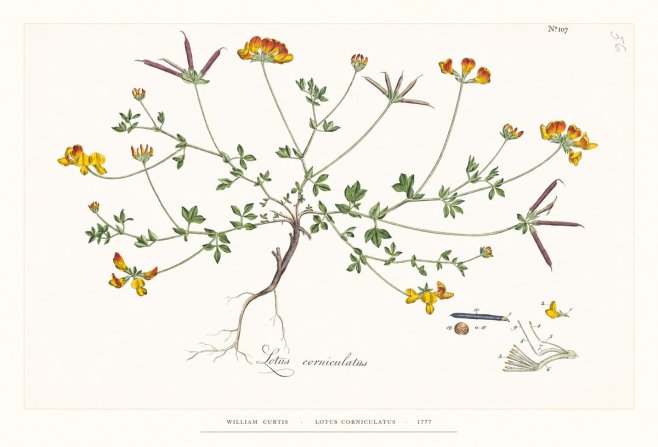 William Curtis Lotus Corniculatus II No6 - Póster