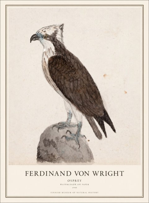 Ferdinand von Wright Osprey No1 - Póster