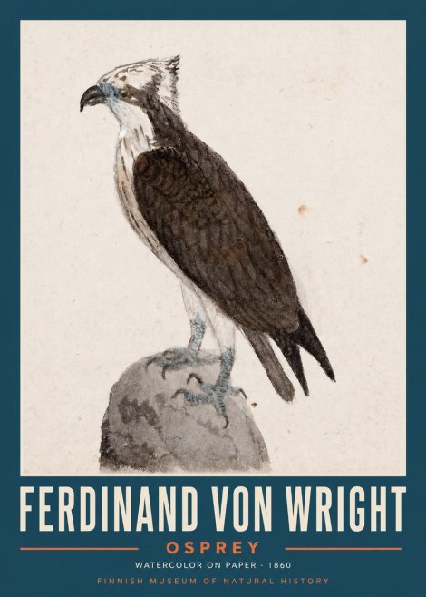 Ferdinand von Wright Osprey No2 - Póster