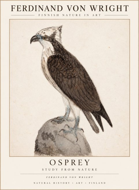 Ferdinand von Wright Osprey No3 - Póster