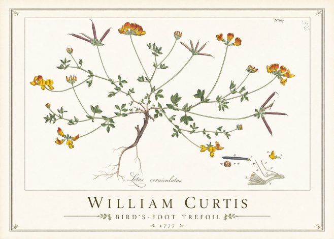 William Curtis Bird's-foot Trefoil No1 - Póster