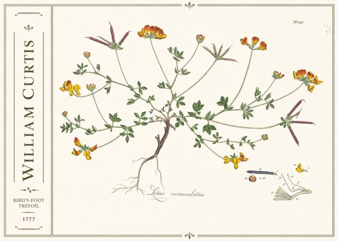William Curtis Bird's-foot Trefoil No2 - Póster