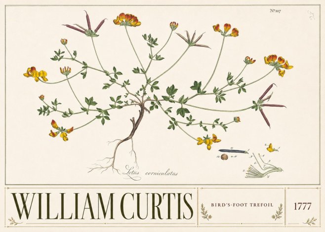William Curtis Bird's-foot Trefoil No3 - Póster