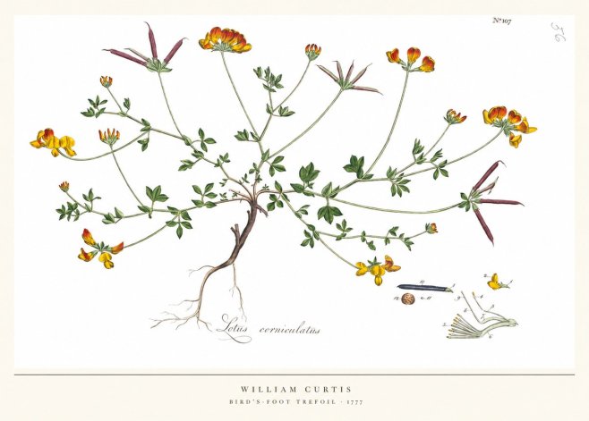 William Curtis Bird's-foot Trefoil No5 - Póster